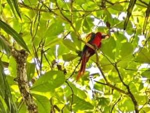 Scarlet macaw near lot for sale in Pavones Costa Rica