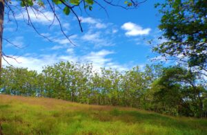 gulf and mountain view land Pavones