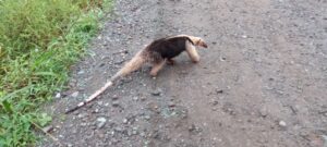 Wild life in Pavones near this house for sale