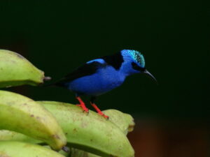 Pavones Wildlife present on House for Sale in La Virgen