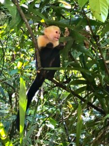 Tropical wildlife and natural vegetation on property in Zancudo Beach