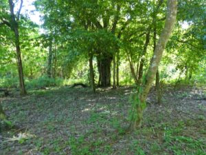 Tropical wildlife and natural vegetation on property in Zancudo Beach