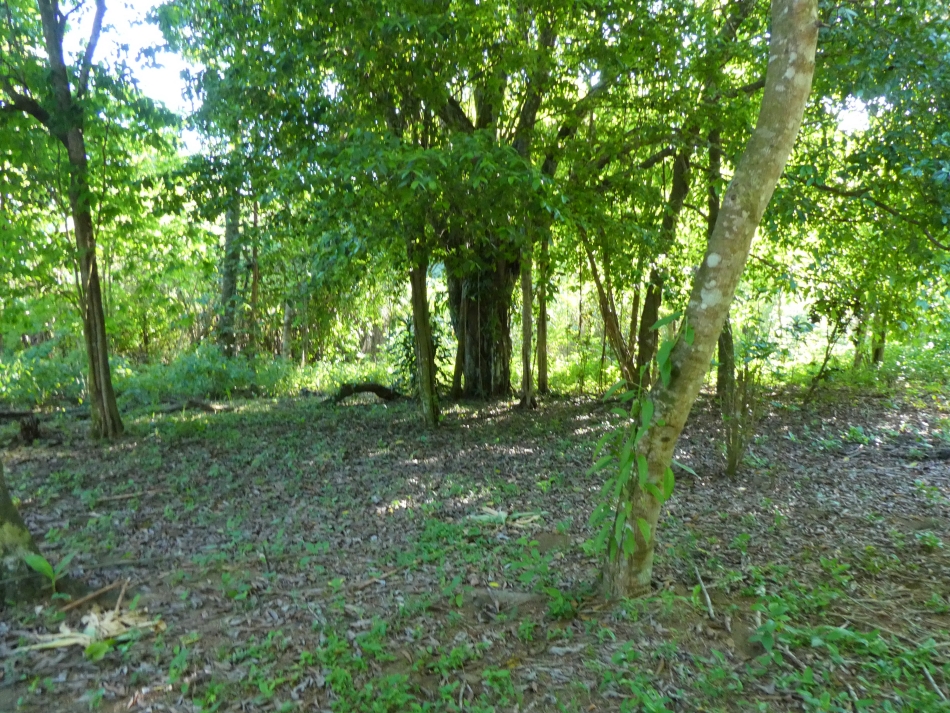 Tropical wildlife and natural vegetation on property in Zancudo Beach
