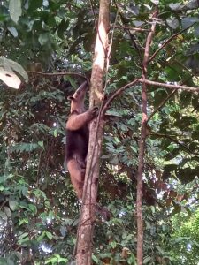 wildlife in this property for sale in Pavones 