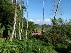 Ocean and Mountainview Property For Sale Pavones nature property near Pavones surf break