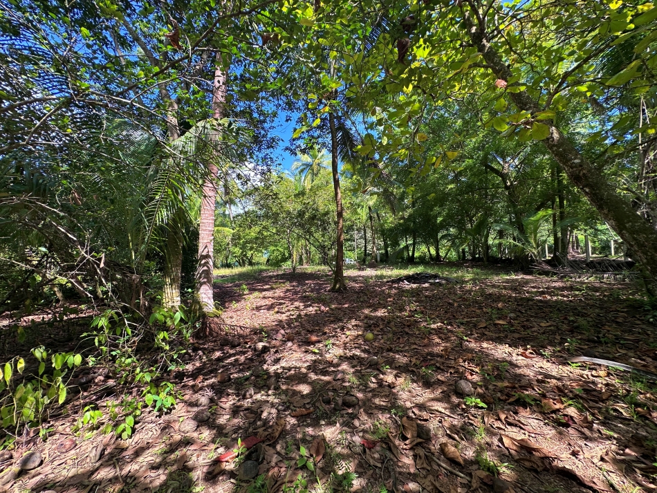 Coastal land with natural vegetation in Zancudo