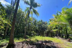 Tropical vegetation on oceanfront lot in Playa Zancudo