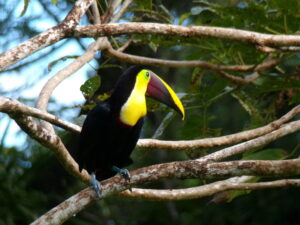 birds and nature surrounding Playa Zancudo lot