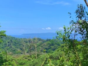 lush vegetation land Pavones