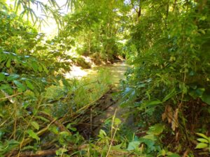 Finca for sale in Pavones First Point Real Estate