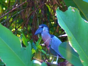 Finca for sale in Pavones First Point Real Estate