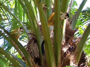 Real Real Estate in Pavones Costa Rica First Point Real Estate