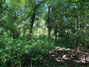 Cleared building area on Refugio Tropical Lot in Zancudo Beach for Sale in Zancudo - First Point Real Estate Pavones Zancudo