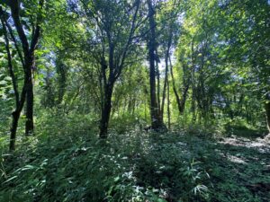 Peaceful vacant land near nature at Refugio Tropical Lot in Zancudo Beach for Sale - First Point Real Estate Pavones Zancudo