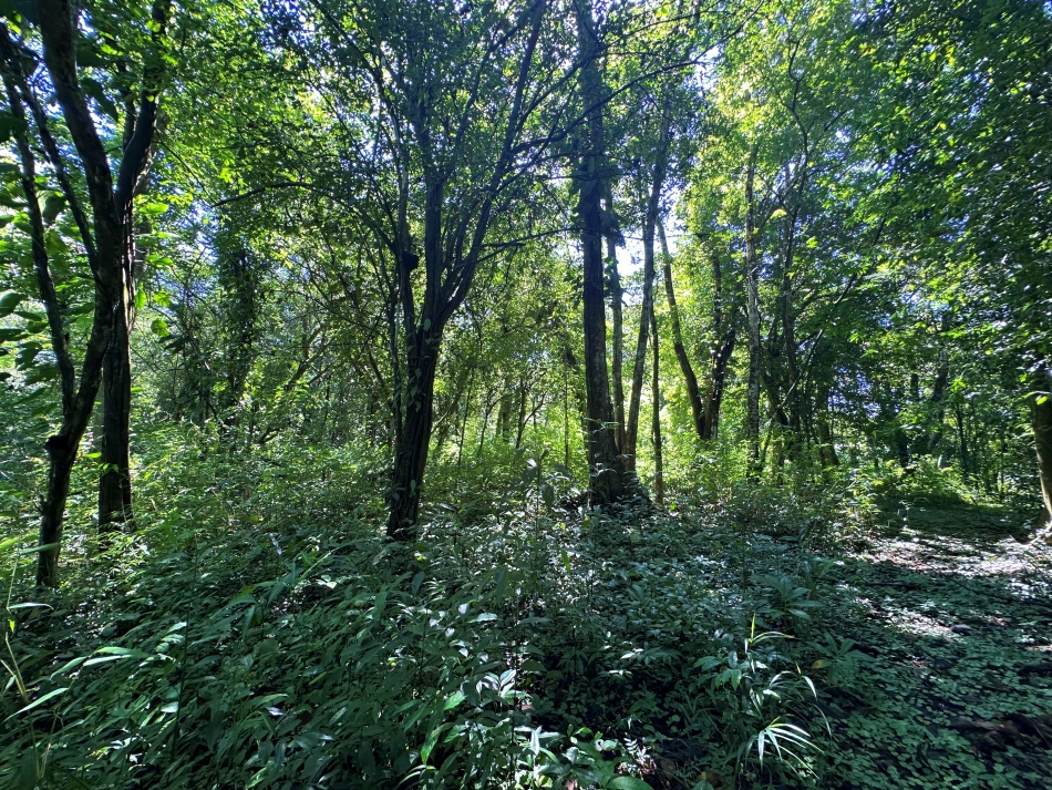 Peaceful vacant land near nature at Refugio Tropical Lot in Zancudo Beach for Sale - First Point Real Estate Pavones Zancudo