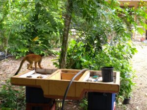 Tropical Gem in Zancudo surrounded by tropical nature