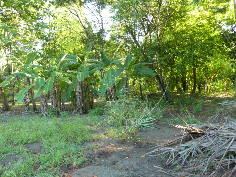 Playa Zancudo natural landscape
