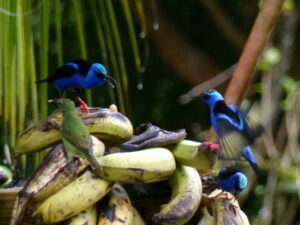Costa Rica tropical property surrounded by nature