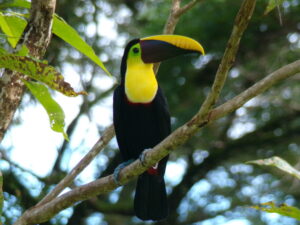 Costa Rica tropical property surrounded by nature