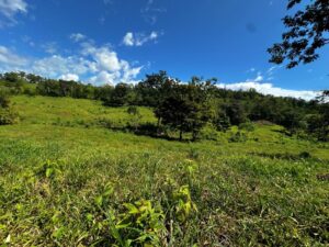 Vista Verde Paradise jungle property in Golfito Costa Rica