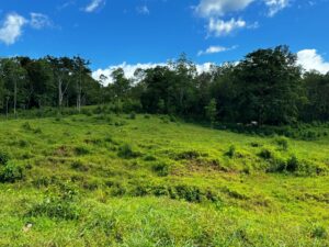 Vista Verde Paradise jungle property in Golfito Costa Rica