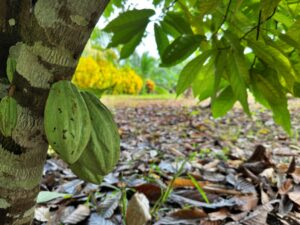 Eco tourism development opportunity Pavones Costa Rica