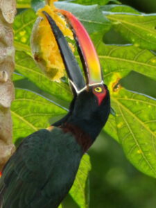 Eco tourism development opportunity Pavones Costa Rica