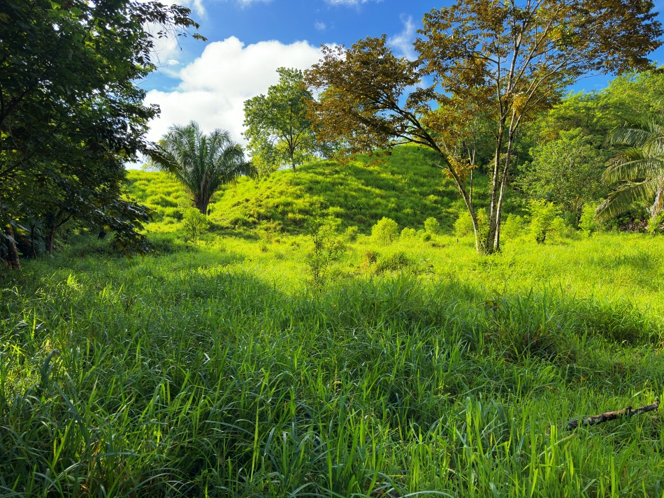Bosque en La Virgen of Pavones For Sale