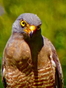 wildlife in jungle santuary for sale in Pavones