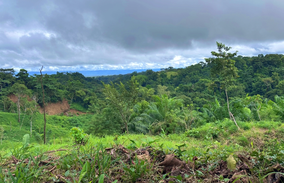 Joya Verde For Sale in Cuervito