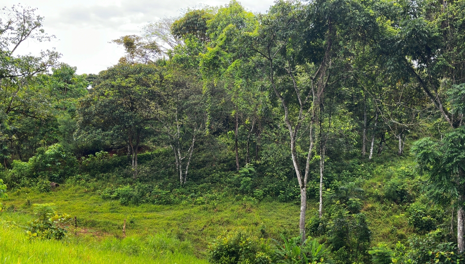 Affordable Lot For Sale in Cuervito of Pavones