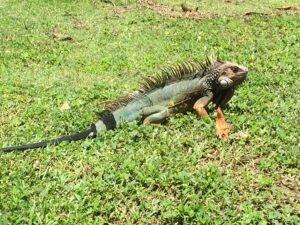 3-Bedroom Home for Sale in Pavones, Costa Rica 9