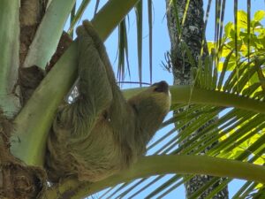 Sloth in Pavones Natural Paradise For Sale