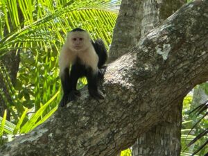 Monkey in Pavones Natural Paradise For Sale