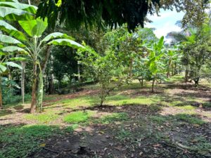Pavones Natural Paradise For Sale