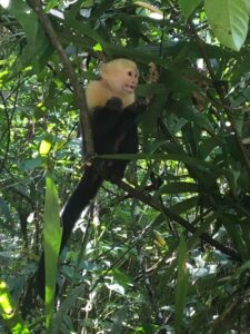 Monkeys at Pavones - First Point Real Estate - Pavones Wildlife