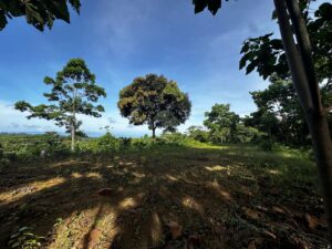 Ocean View Finca for Sale in Pavones Costa Rica, Pavones Real Estate Office First Point Real Estate