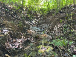 Sanctuary For Sale In Pavones