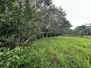 1200 sqm land near pilon beach pavones