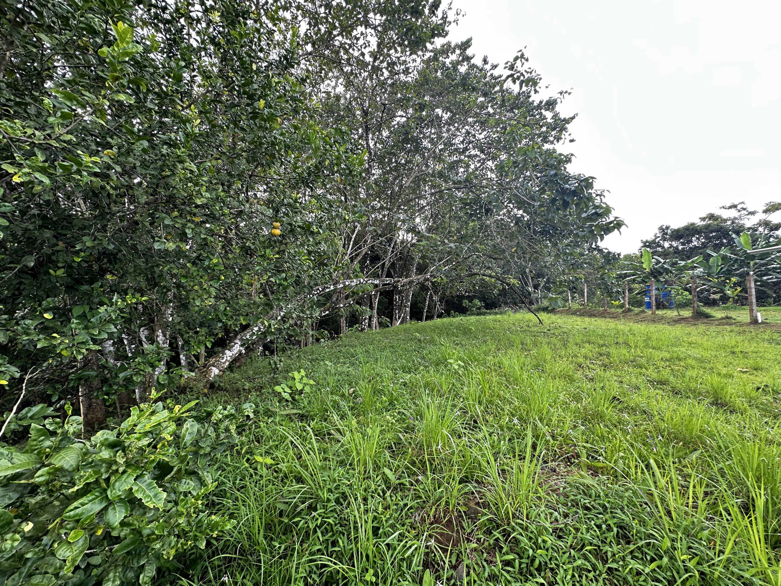 1200 sqm land near pilon beach pavones