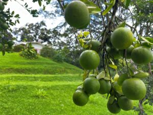 4375 sqm property in conte southern costa rica