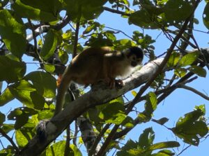 Nature and wildlife surroundings at gulf view property in Pavones Golfito Costa Rica