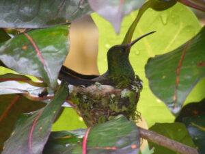 Natural forest scenery property for sale in Golfito Costa Rica
