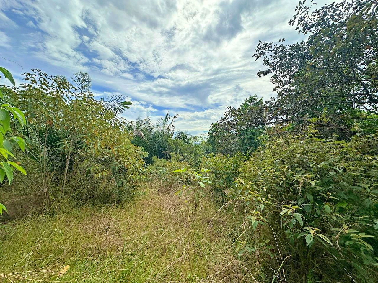 Scenic jungle and mountain view property for sale in Golfito Costa Rica