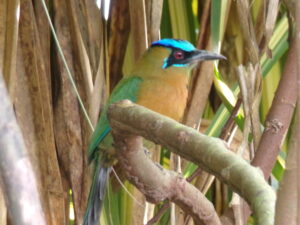 Natural forest scenery property for sale in Golfito Costa Rica