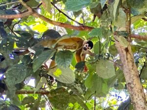 Nature surrounded finca with ocean views in Golfito Costa Rica, Pavones Golfito Real Estate