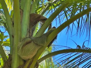 jungle beach lot Pavones Costa Rica Southern Zone