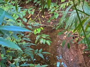 Year-round creek running behind property in Pilón