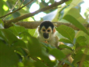 Jungle life in modern jungle home for sale in la Hierba of Pavones