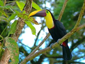 Jungle life in modern jungle home for sale in la Hierba of Pavones